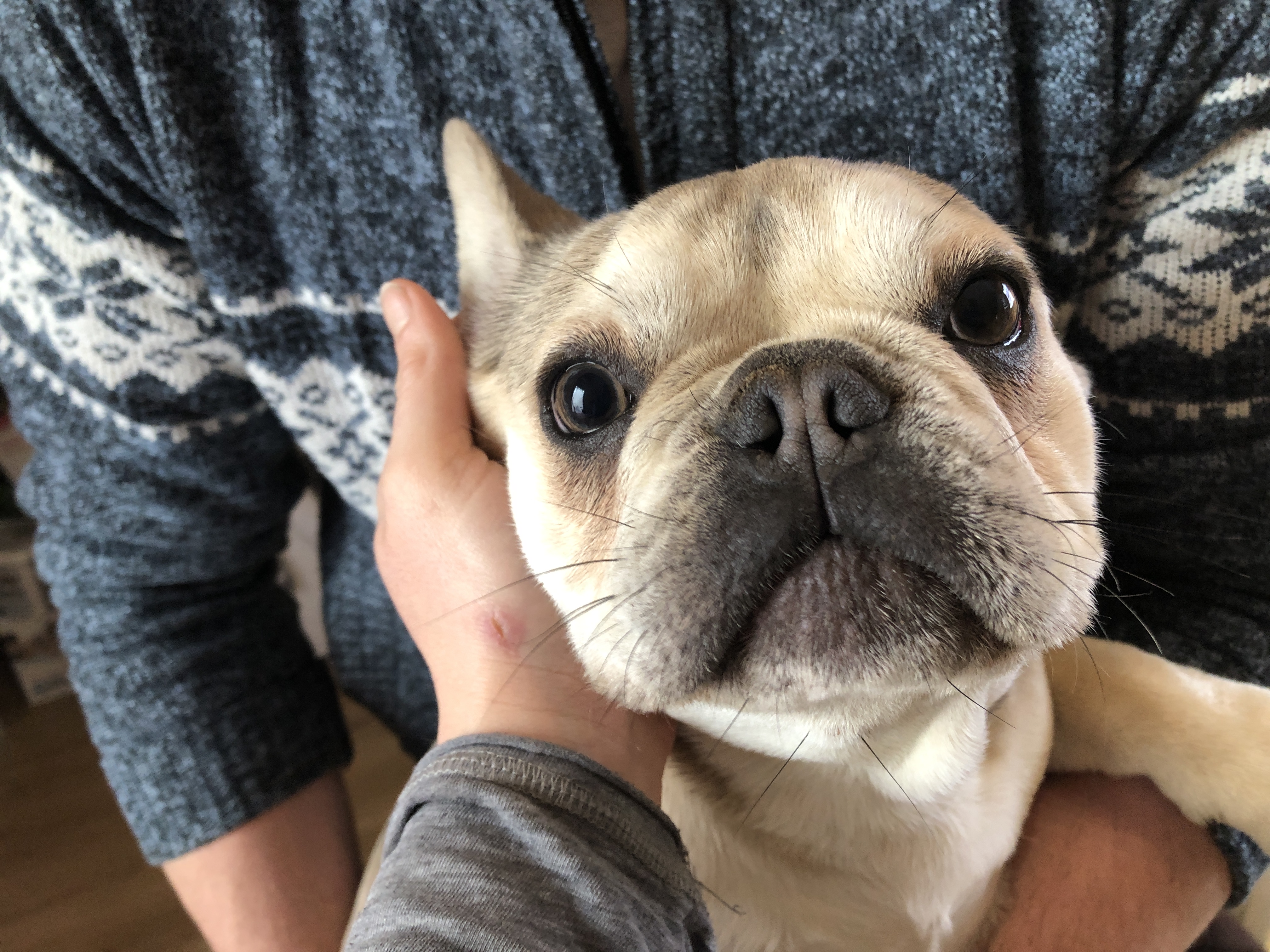 Sitemapcdatahttpsshopinf Inetcommanteau Bouledogue Francais
